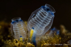 Interesting sea squirt looking like it possesses ribs. by Christian Gloor 